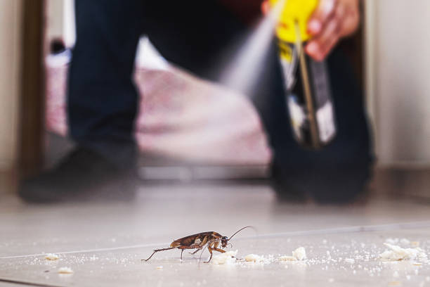 Best Termite Control Services  in Drumright, OK