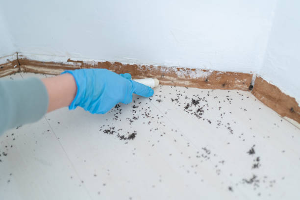 Best Rat Extermination Near Me  in Drumright, OK